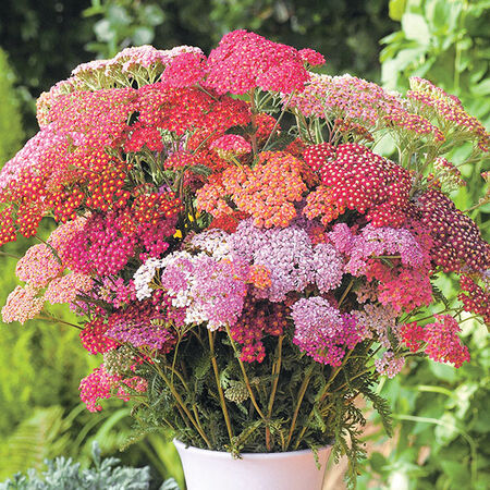 Flowerburst Red Shades, Yarrow - 250 Seeds image number null